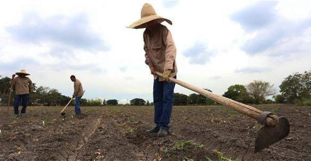 image for Productores de 428 municipios afectados reciben imdemnizacion