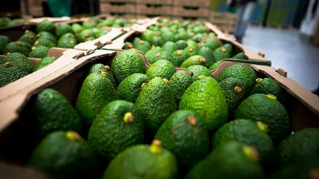 image for Chile autoriza el ingreso del aguacate hass colombiano