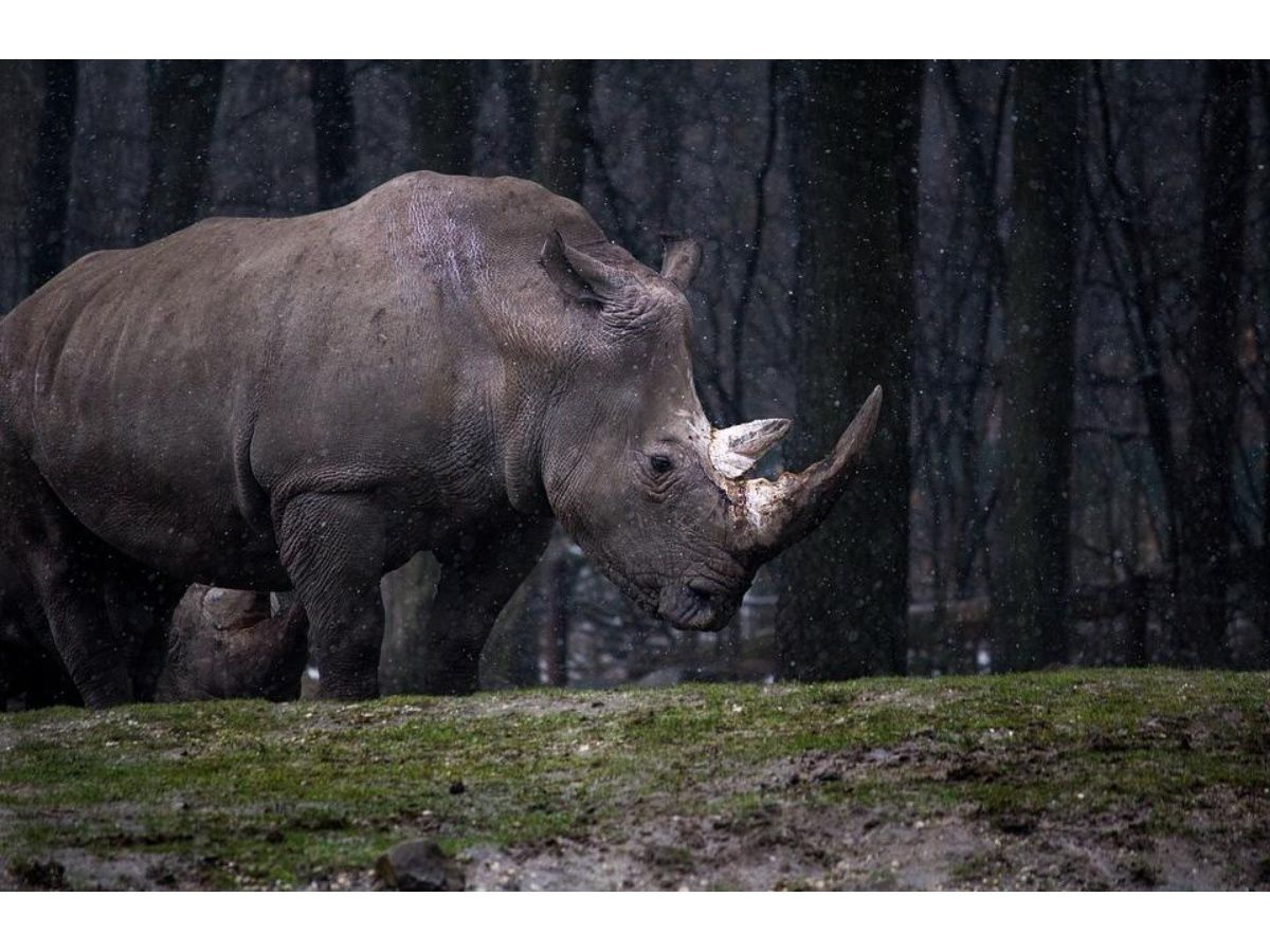 China en su lucha con el medio ambiente Un rinoceronte en el bosque