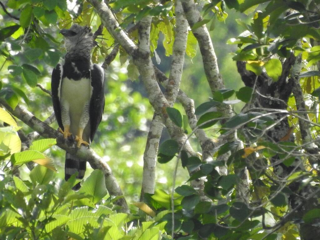 Colombia obtiene primer puesto en aves en el Global Big Day image for Colombia obtiene primer puesto en aves en el Global Big Day