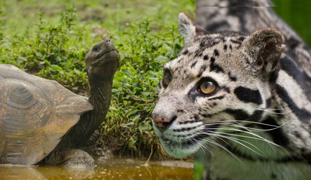 image for Animales extintos están reapareciendo en el planeta