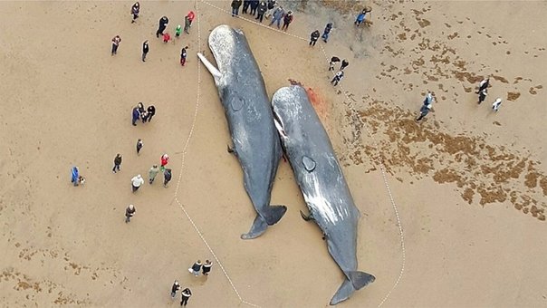 Encuentran partes de autos y plástico en ballenas muertas image for Encuentran partes de autos y plástico en ballenas muertas