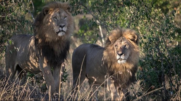Aparente leones devoran a cazadores Dos leones siendo fotografiados