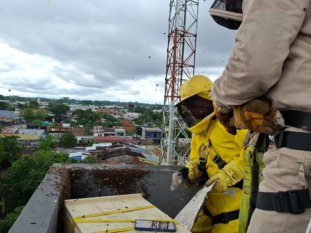 Bomberos de Leticia fortalecen el rescate responsable de abejas image for Bomberos de Leticia fortalecen el rescate responsable de abejas
