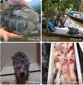 image for Polícia federal apreende cerca de 300kg de carne de caça, armas e munições