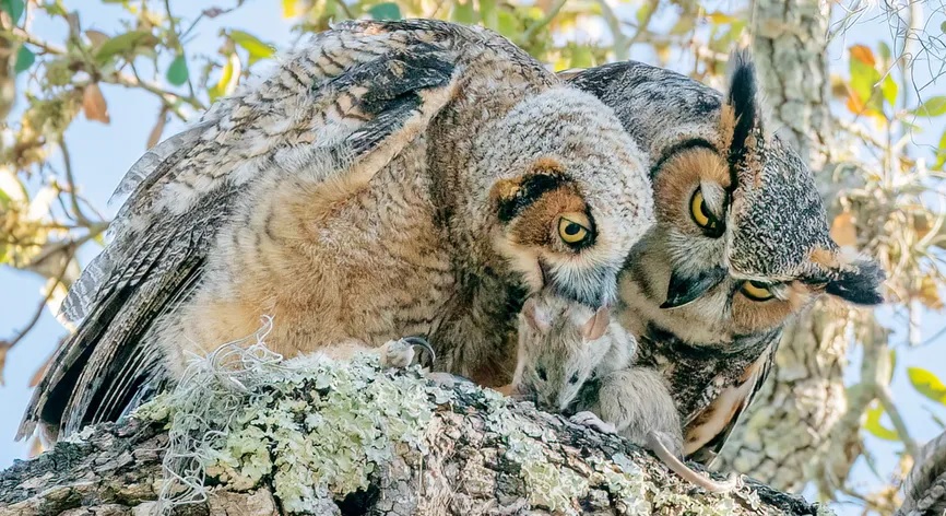 Poisons killed beloved owls in Tampa Bay image for Poisons killed beloved owls in Tampa Bay