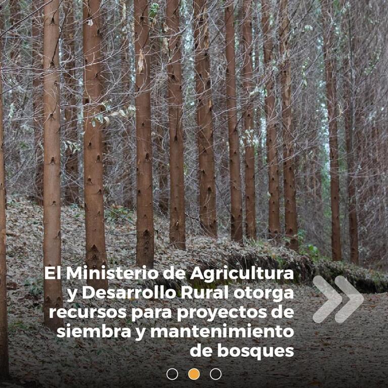 image for Ministerio recibe proyectos de reforestación