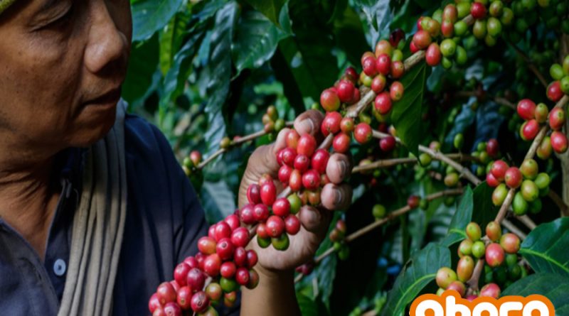 image for Productores de café participan en gran feria orgánica mundial