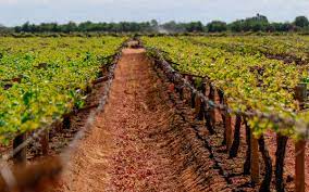 Deputada federal Vanda Milani vota SIM à facilitação crédito agrícola image for Deputada federal Vanda Milani vota SIM à facilitação crédito agrícola