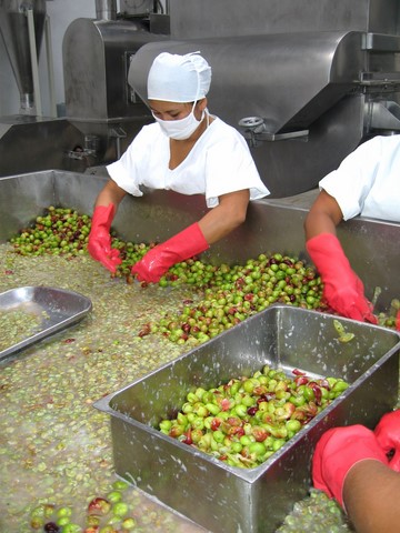 Exportaciones de camu camu alcanzaron récord en 2020 image for Exportaciones de camu camu alcanzaron récord en 2020