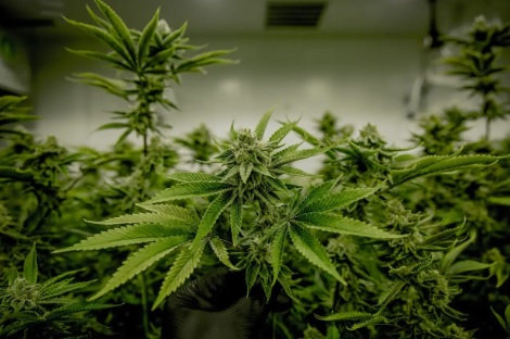 image for Cannabis medicinal industria que crecer en las montañas