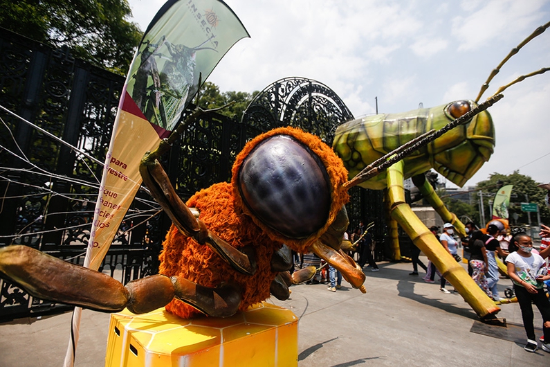 Insectos gigantes inundan el Bosque de México en Semana Santa image for Insectos gigantes inundan el Bosque de México en Semana Santa