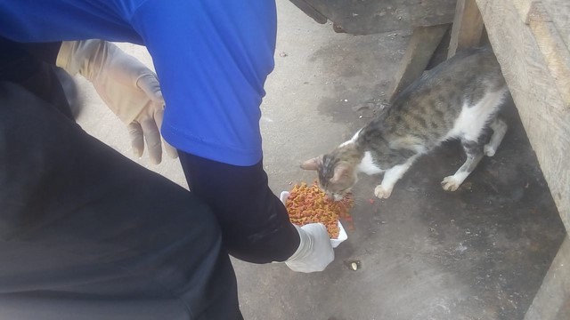 Mascotas que se encuentran en estado de abandono reciben alimentos image for Mascotas que se encuentran en estado de abandono reciben alimentos