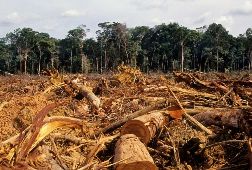 image for Procuraduria emite alerta por deforestacion del  Amazonas