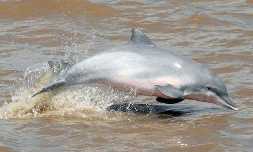Colombia acogerá llamado global para conservar los delfines de río image for Colombia acogerá llamado global para conservar los delfines de río