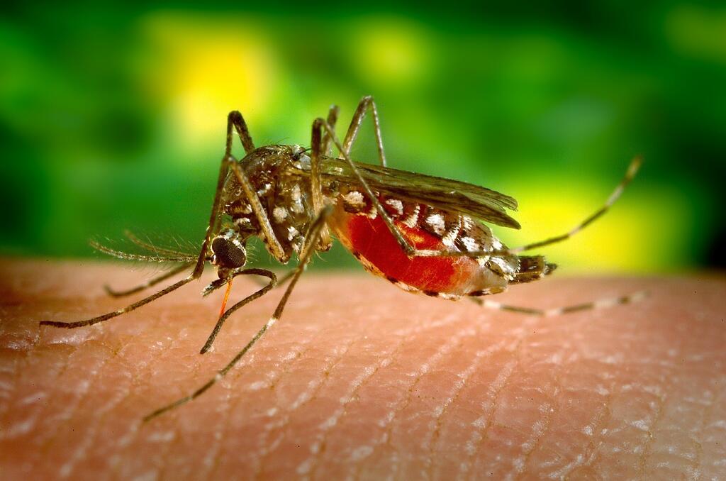 image for Amazonas tem 2 mortes por dengue confirmadas pelo governo do estado