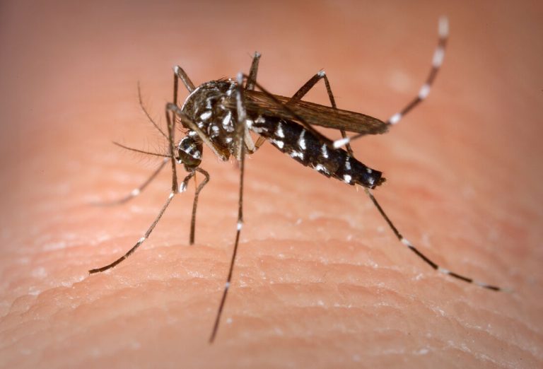 image for Américas podem registrar pior surto de Dengue da história