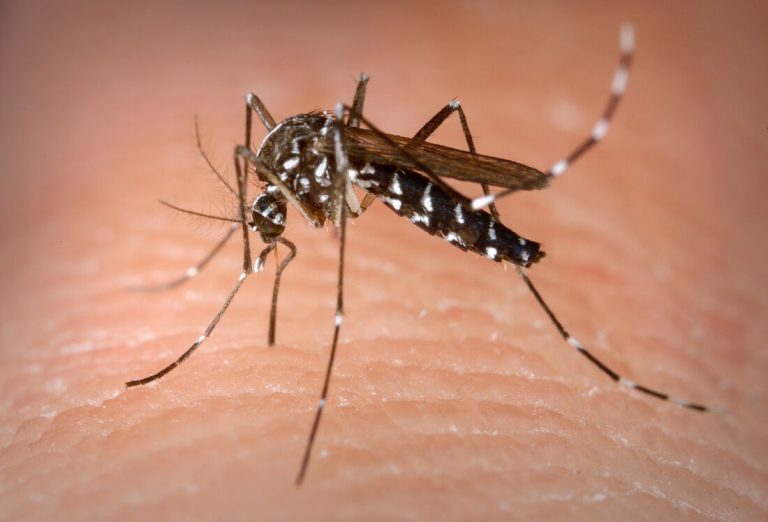 Américas podem registrar pior surto de Dengue da história image for Américas podem registrar pior surto de Dengue da história