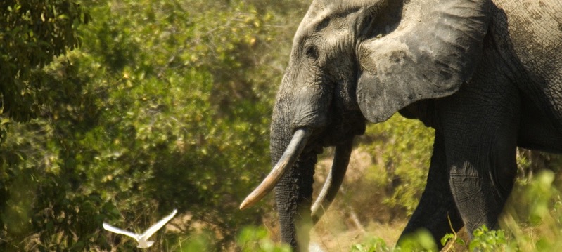 Elefantes en vía de extincion Un elefante en la selva