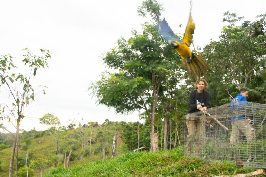 Guacamayas vuelven a su hábitat tras tres años de rehabilitación image for Guacamayas vuelven a su hábitat tras tres años de rehabilitación