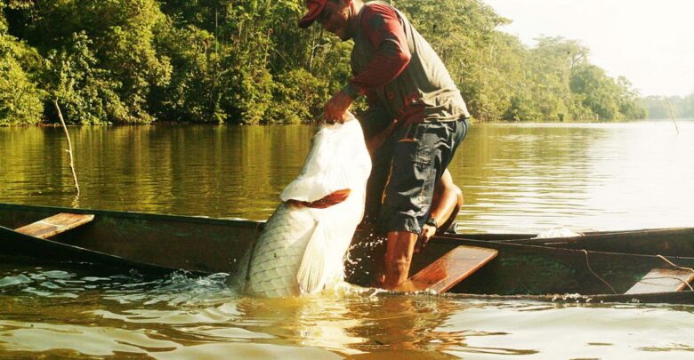 Assistência técnica do Idam fortalece pesca manejada do pirarucu image for Assistência técnica do Idam fortalece pesca manejada do pirarucu