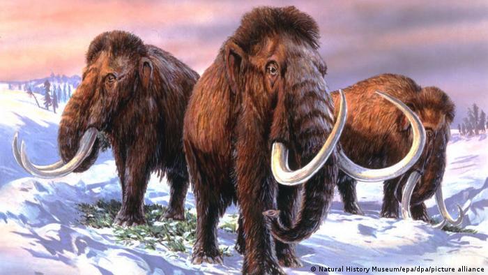 Bioscience company claims it will bring back the extinct woolly mammoth image for Bioscience company claims it will bring back the extinct woolly mammoth