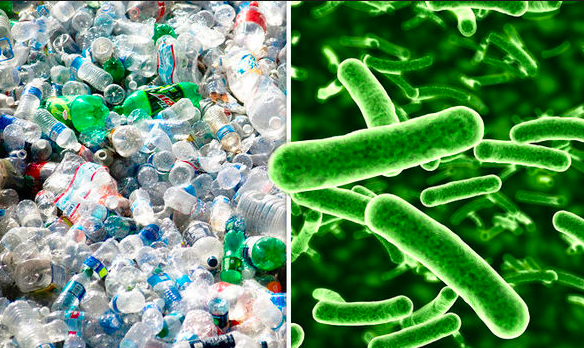 Bacteria que come plástico puede ser la clave del reciclaje image for Bacteria que come plástico puede ser la clave del reciclaje