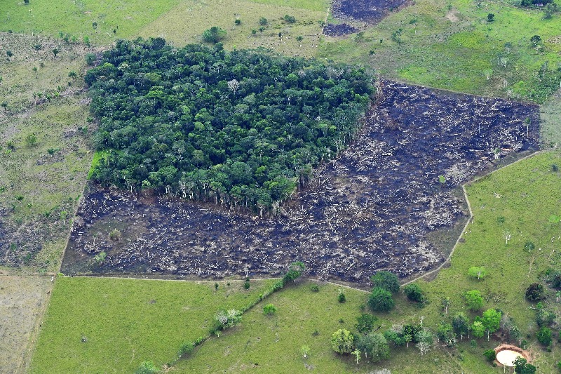 image for Escenario de desarrollo sostenible evitaría la deforestación 