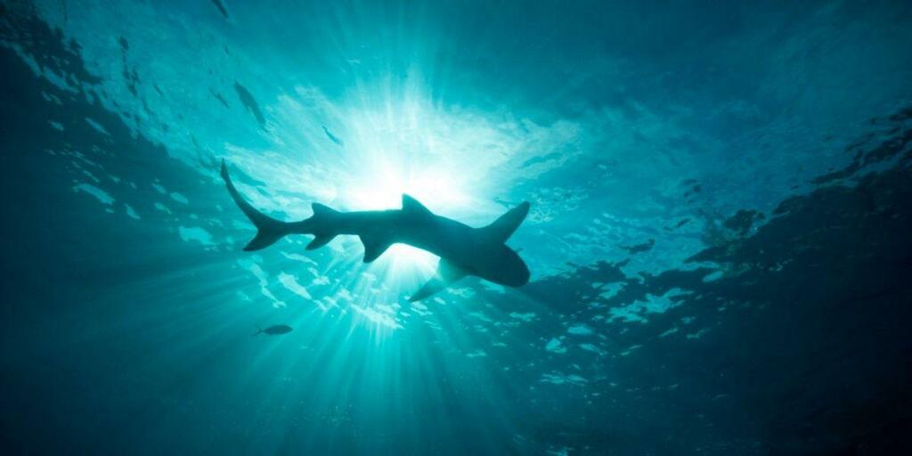 image for Científicos descubren especie de tiburón extinta hace millones de años
