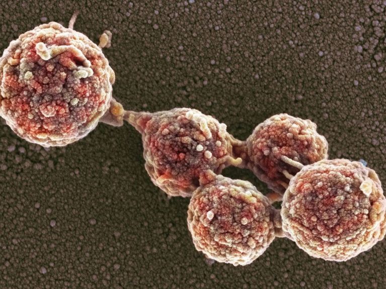 image for Nuevo descubrimiento nos acerca a la creación de vida artificial compleja