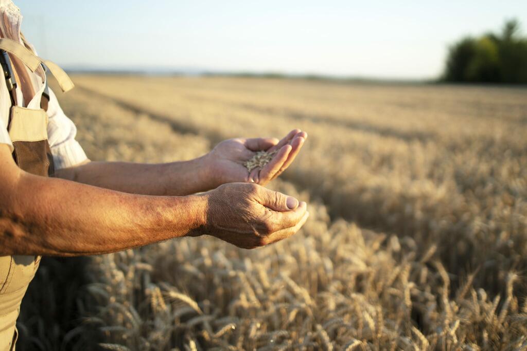 image for Colombia importa  mas 1 millones de toneladas de trigo
