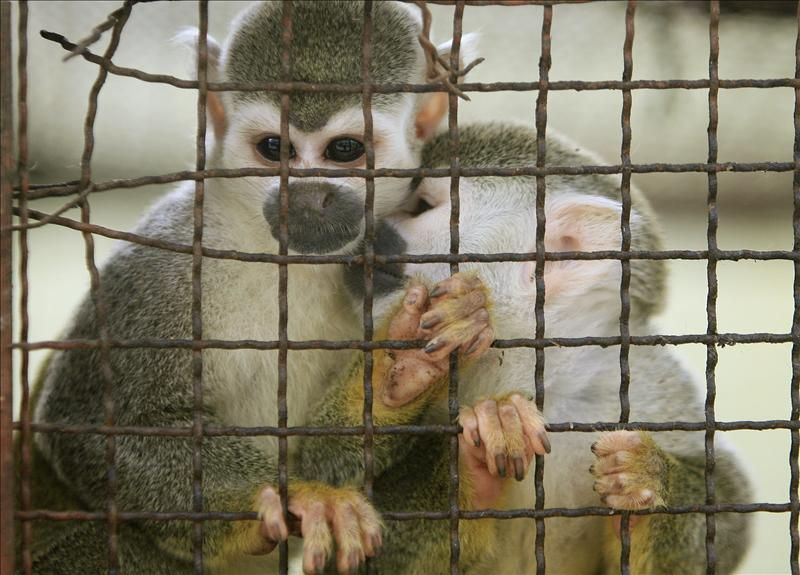 image for Destacan llucha  contra el tráfico de animales silvestres