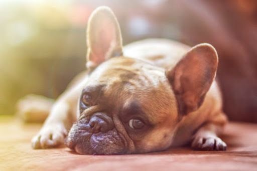 image for Mascotas son abandonadas por temor a contagio de coronavirus