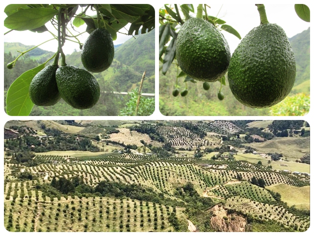 image for Colombia exportará aguacate Hass a Chile