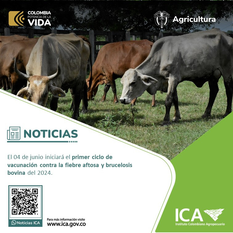 image for Vacunación contra la fiebre aftosa y brucelosis bovina del 2024