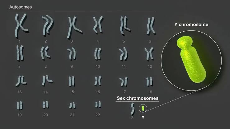 image for Científicos secuencian completamente el cromosoma Y humano