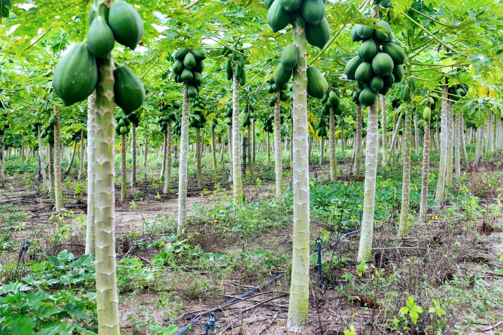 Plantacao de mamao em uma fazenda