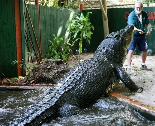 image for Maior crocodilo em cativeiro do mundo completa 120 anos