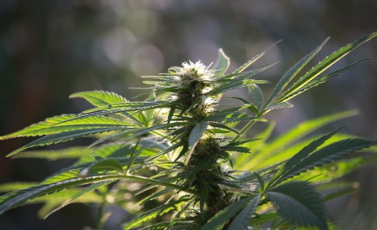 Hojas de marihuana en un campo