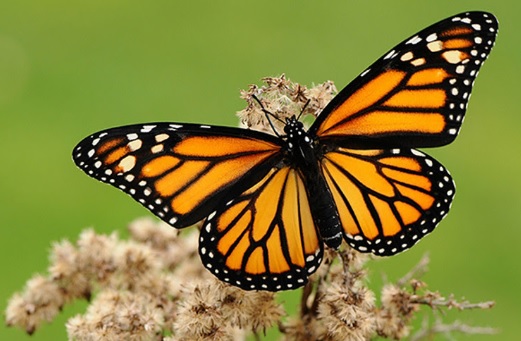 Mariposa posada en una flor