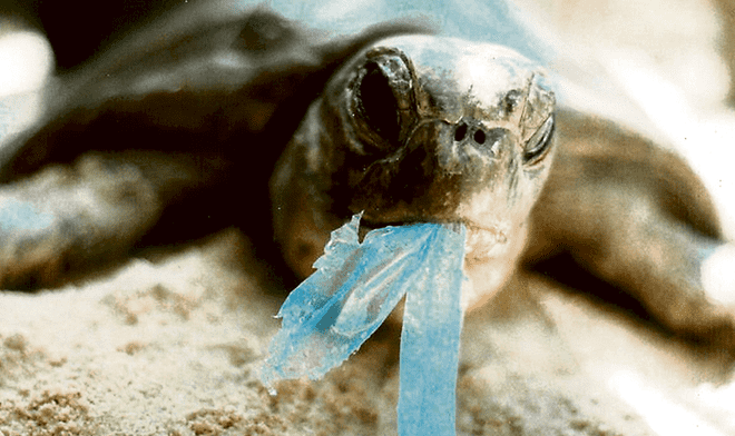 Tortuga con plastico en la boca