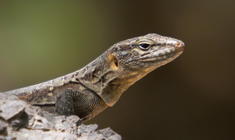 image for Avanza investigación sobre especies de lagarto gigante canario
