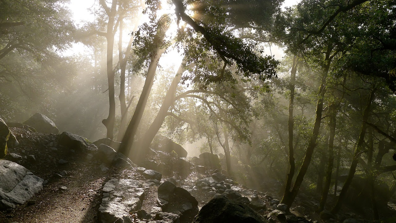 Perspectivas del Medio Ambiente Mundial Paisaje a dentro de un bosque