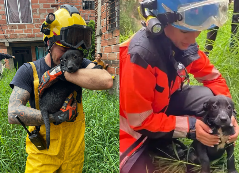Bomberos rescataron a un cachorro que cayó a una quebrada image for Bomberos rescataron a un cachorro que cayó a una quebrada