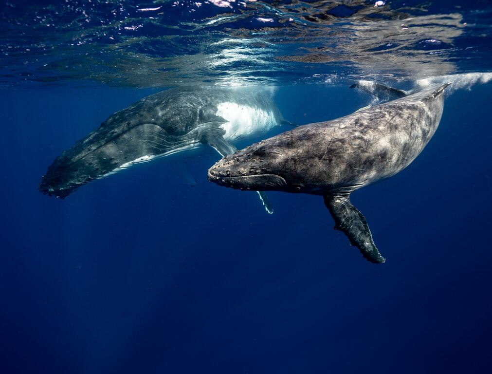 image for Ballenas jorobadas ya no son una especia en peligro de extinción