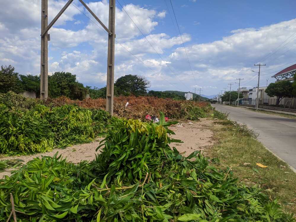 image for 4 puntos autorizados para disposición de podas en Valledupar 