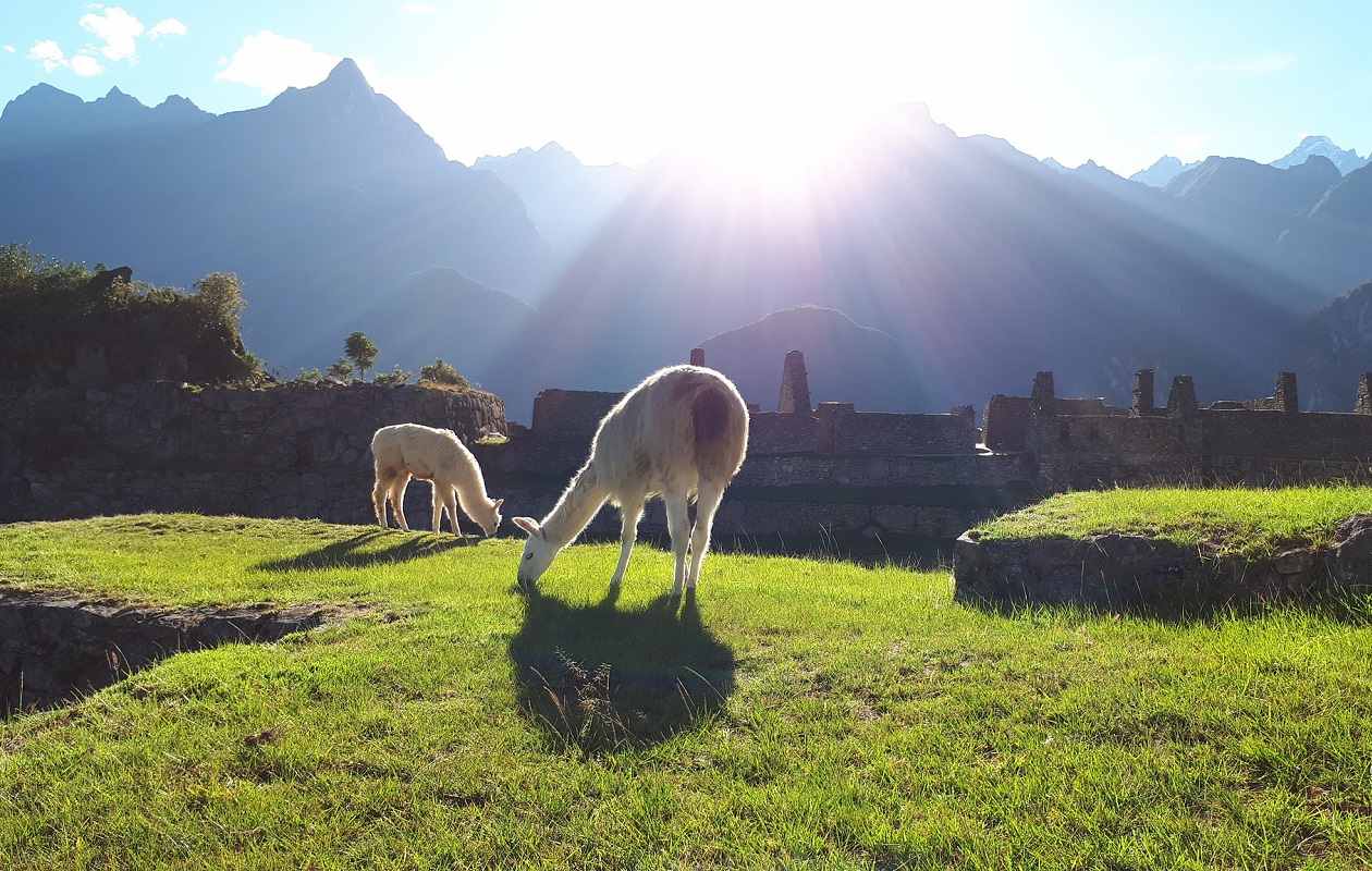 Cusco entre los mejores 23 lugares para visitar Llamas en una prado