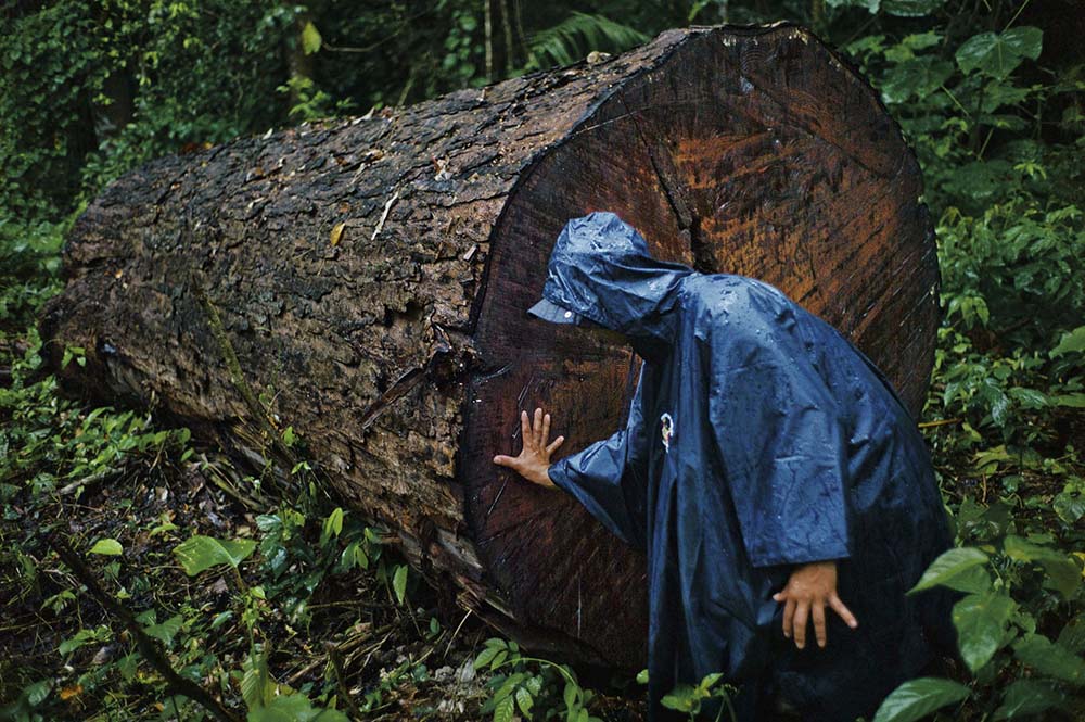 Detienen sospechosos acusados de talar miles de árboles en la Amazonía image for Detienen sospechosos acusados de talar miles de árboles en la Amazonía