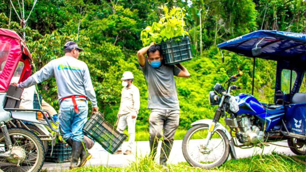 image for Reforestación carretera Iquitos – Nauta continúa recuperando zonas degradadas