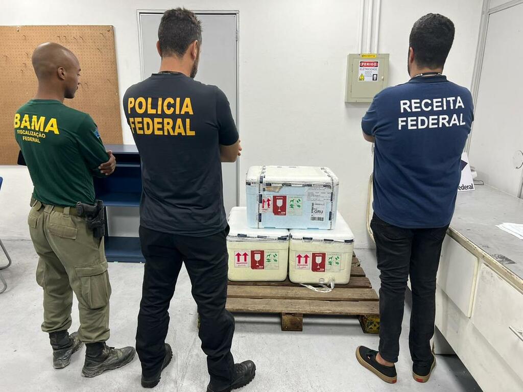 Homem e preso no aeroporto de Manaus tentando transportar arraias vivas image for Homem e preso no aeroporto de Manaus tentando transportar arraias vivas